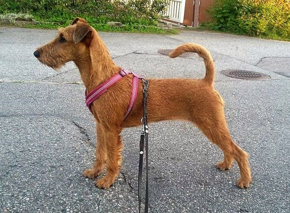 13942339_10154390067489710_2042432557_n