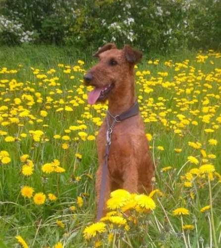 1931051_10153813373894710_3269815521940227403_n