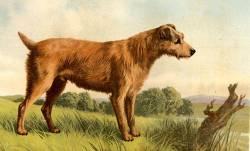 resizedimage250151-irish-terrier-1879_0