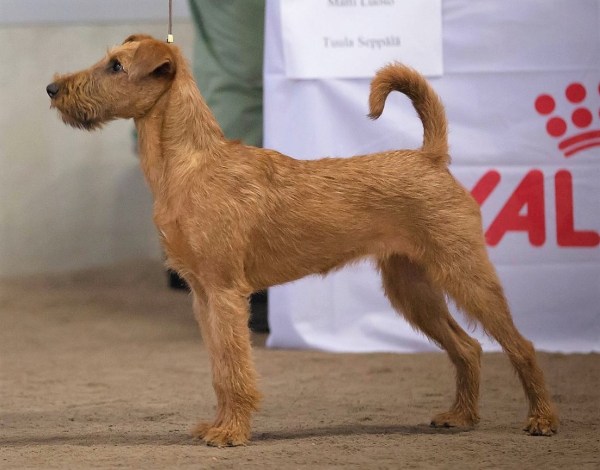 18518013_1547529098613312_1273839753389932454_o