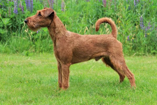 19679271_10155473129029710_4536314280195412581_o